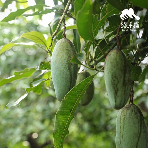 生态桂七芒果（极兔/邮政/中通不定，赠送3斤）| 合作生产* Ecological Mango | Partner Production 商品图3