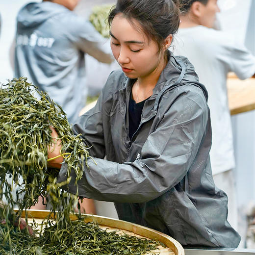 【老班章单株】2024年云南勐海茶王地古树单株普洱茶生茶 会员VIP6以上专属福利 仅限两箱 商品图5