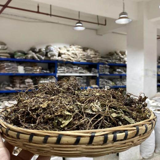 肺心草 商品图1