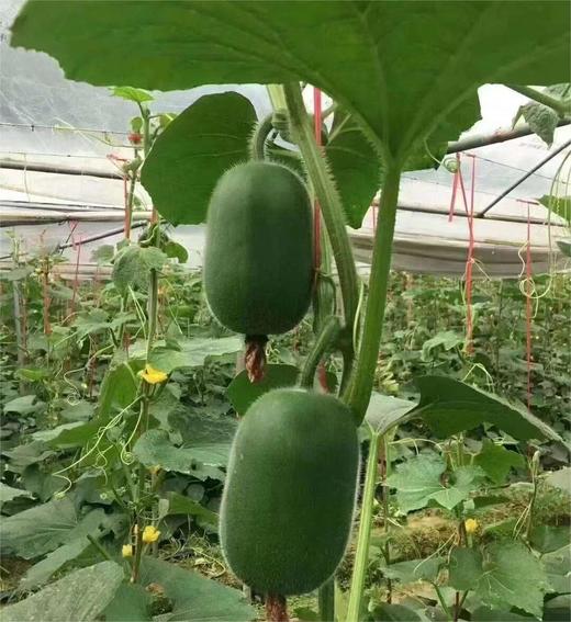 山泉水迷你小冬瓜 | 蔬果 商品图2