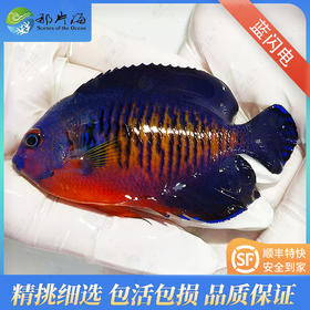 蓝闪电Centropyge bispinosus