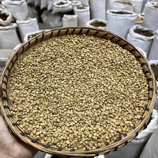 白牵牛 白丑 商品图4