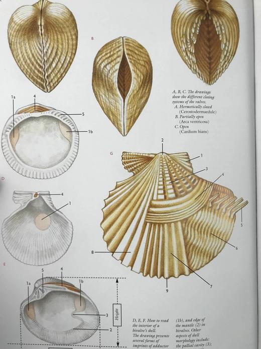 贝壳：海洋宝石指南 数百幅插图 精装大16开 商品图14