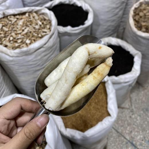 明党参  常用规格 川明参 切断 大支 商品图2