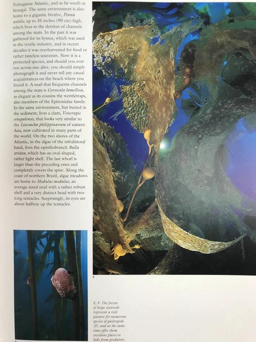 贝壳：海洋宝石指南 数百幅插图 精装大16开 商品图8