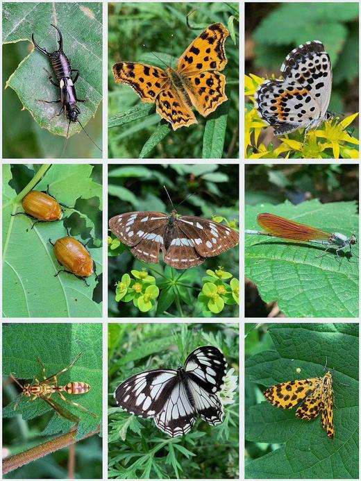 【智行研学】"昆虫夏令营"（7月20日） 商品图3