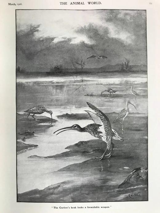 1906年 动物世界杂志 数百幅插图 漆布精装16开 商品图12