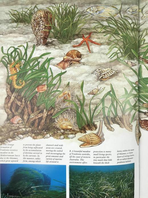 贝壳：海洋宝石指南 数百幅插图 精装大16开 商品图9