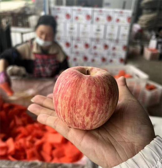 高山老树红富士苹果 | 水果 商品图0