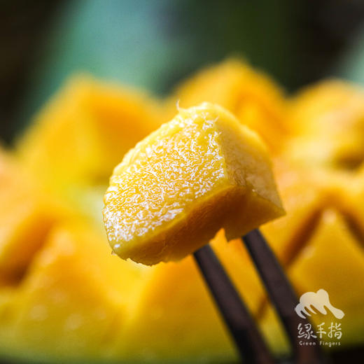 生态桂七芒果（极兔/邮政/中通不定，赠送3斤）| 合作生产* Ecological Mango | Partner Production 商品图2