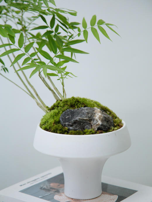 碟盆无患菩提 商品图1