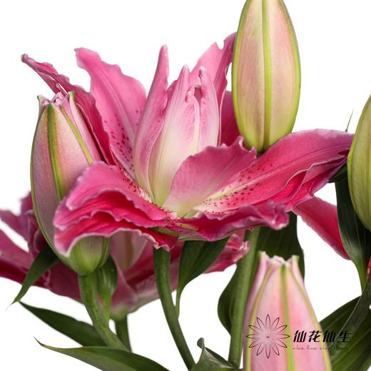 百合 | 紫莲花 商品图2