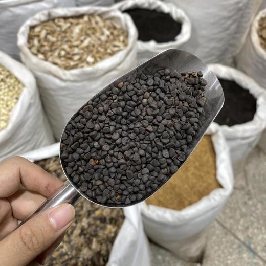 黑牵牛黑丑 商品图1