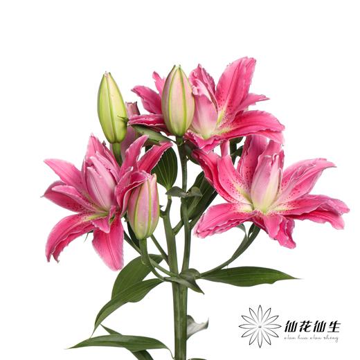 百合 | 紫莲花 商品图4