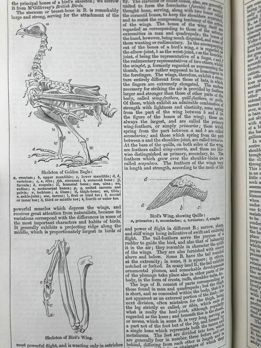 含中国内容！1880年 钱伯斯百科全书（卷2） 数百幅版画插图 真皮精装16开 商品图12