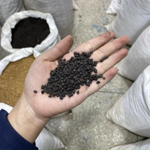 黑牵牛黑丑 商品图3