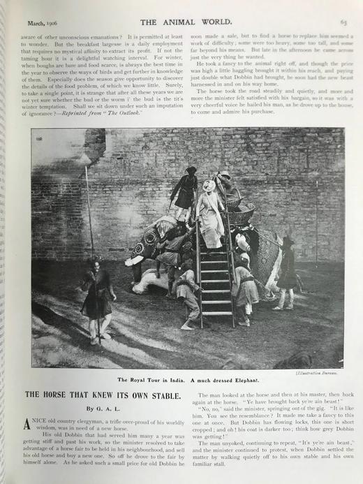 1906年 动物世界杂志 数百幅插图 漆布精装16开 商品图11