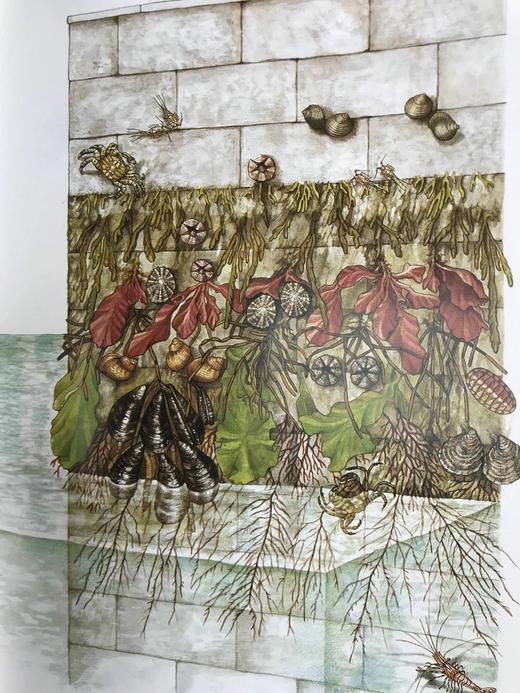 贝壳：海洋宝石指南 数百幅插图 精装大16开 商品图13