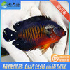 蓝闪电Centropyge bispinosus 商品缩略图1