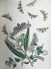 1854年 英国蛾类图鉴（全2卷） 124页手工上色版画插图 真皮精装16开 商品缩略图12
