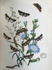 1854年 英国蛾类图鉴（全2卷） 124页手工上色版画插图 真皮精装16开 商品缩略图6