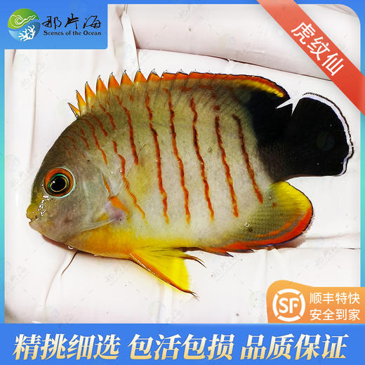 虎纹仙Centropyge Eibli 商品图1