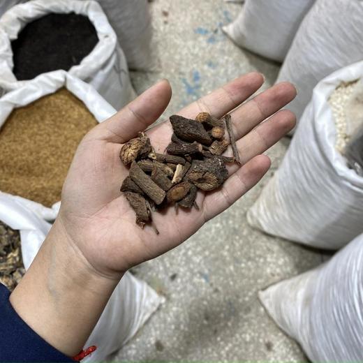 五爪金龙 商品图4