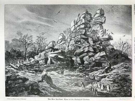 1906年 动物世界杂志 数百幅插图 漆布精装16开 商品图13