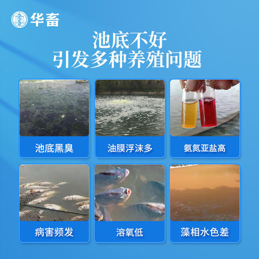 华畜50%改底净 改底除臭分解淤泥净水调水 商品图1