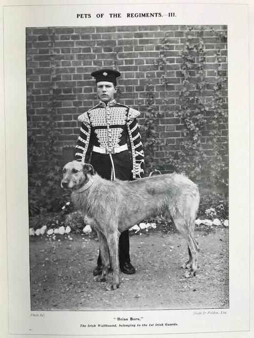 1906年 动物世界杂志 数百幅插图 漆布精装16开 商品图10