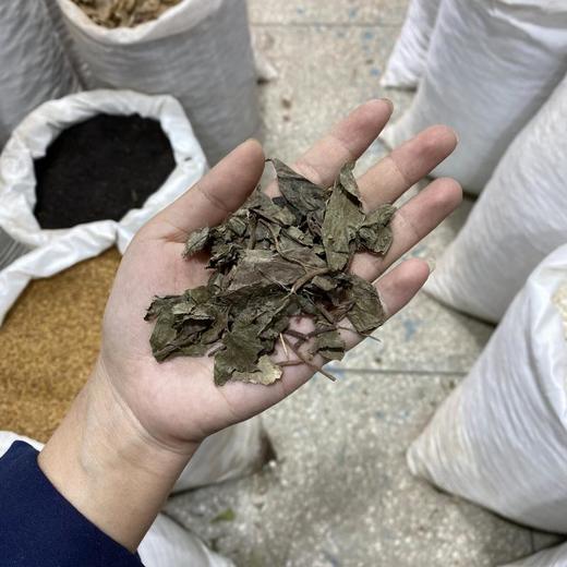 矮地茶  平地木  平地母 商品图4