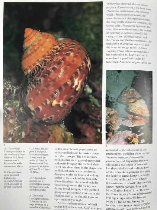 贝壳：海洋宝石指南 数百幅插图 精装大16开 商品图12