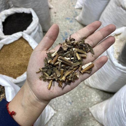 一枝黄花 商品图4