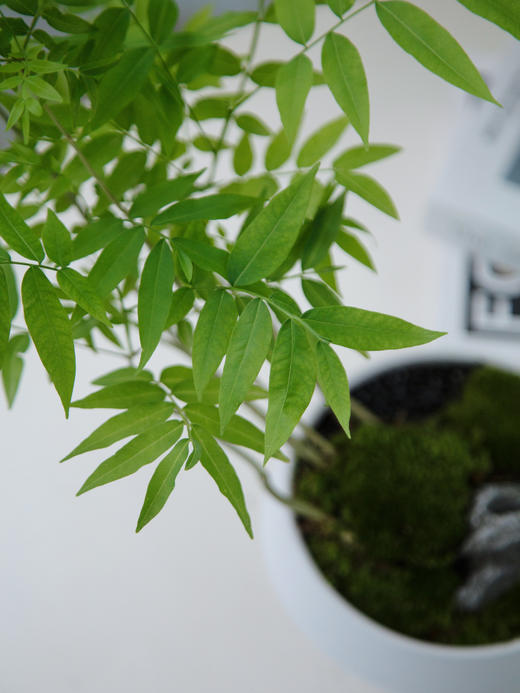 碟盆无患菩提 商品图2