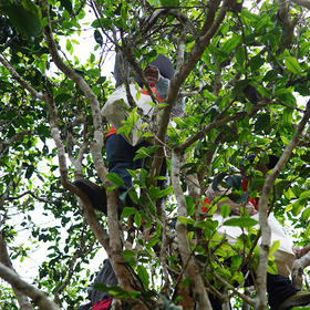 【老班章单株】2024年云南勐海茶王地古树单株普洱茶生茶 会员VIP6以上专属福利 仅限两箱