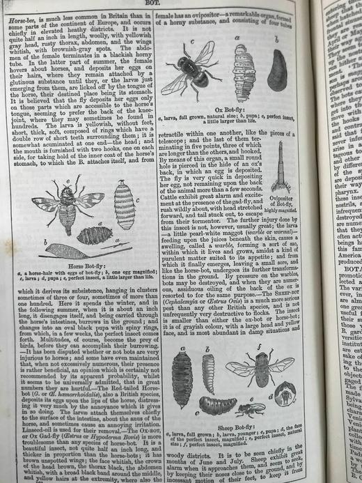 含中国内容！1880年 钱伯斯百科全书（卷2） 数百幅版画插图 真皮精装16开 商品图7