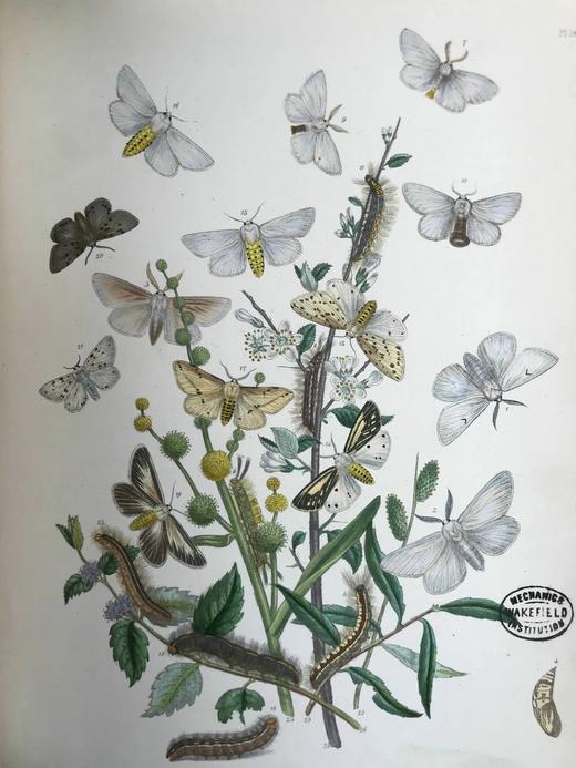 1854年 英国蛾类图鉴（全2卷） 124页手工上色版画插图 真皮精装16开 商品图10