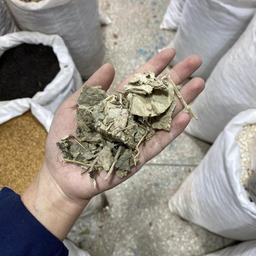 寻骨风 商品图3