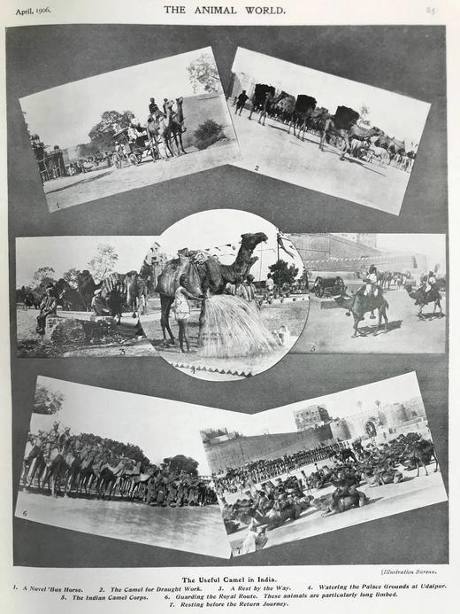 1906年 动物世界杂志 数百幅插图 漆布精装16开 商品图8