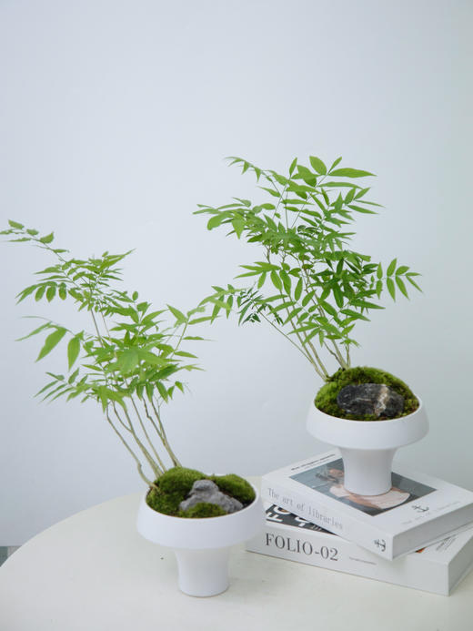 碟盆无患菩提 商品图0