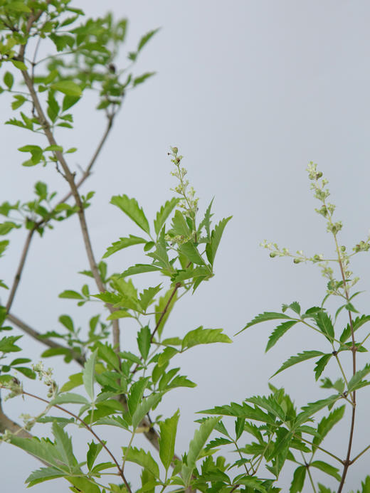 绿色圆盆黄荆 商品图2