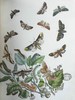 1854年 英国蛾类图鉴（全2卷） 124页手工上色版画插图 真皮精装16开 商品缩略图13