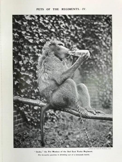 1906年 动物世界杂志 数百幅插图 漆布精装16开 商品图6