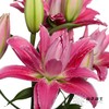 百合 | 紫莲花 商品缩略图5