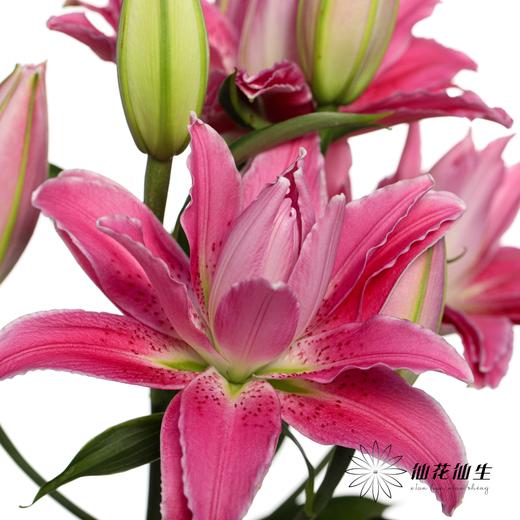 百合 | 紫莲花 商品图5