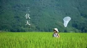 0715三伏天初伏桩法