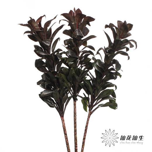 叶材 | 巧克力朱蕉 商品图1