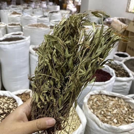 瓜子金 (辰砂草） 商品图4