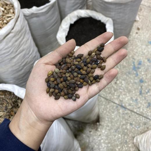 鸦胆子 商品图4