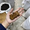桦树茸   切块 商品缩略图4